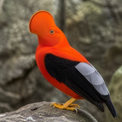 Guianan Cock-of-the-rock Identification Guide