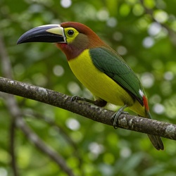 Guianan Toucanet Identification Guide