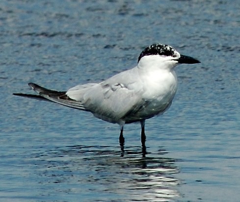 Gull-billed Tern