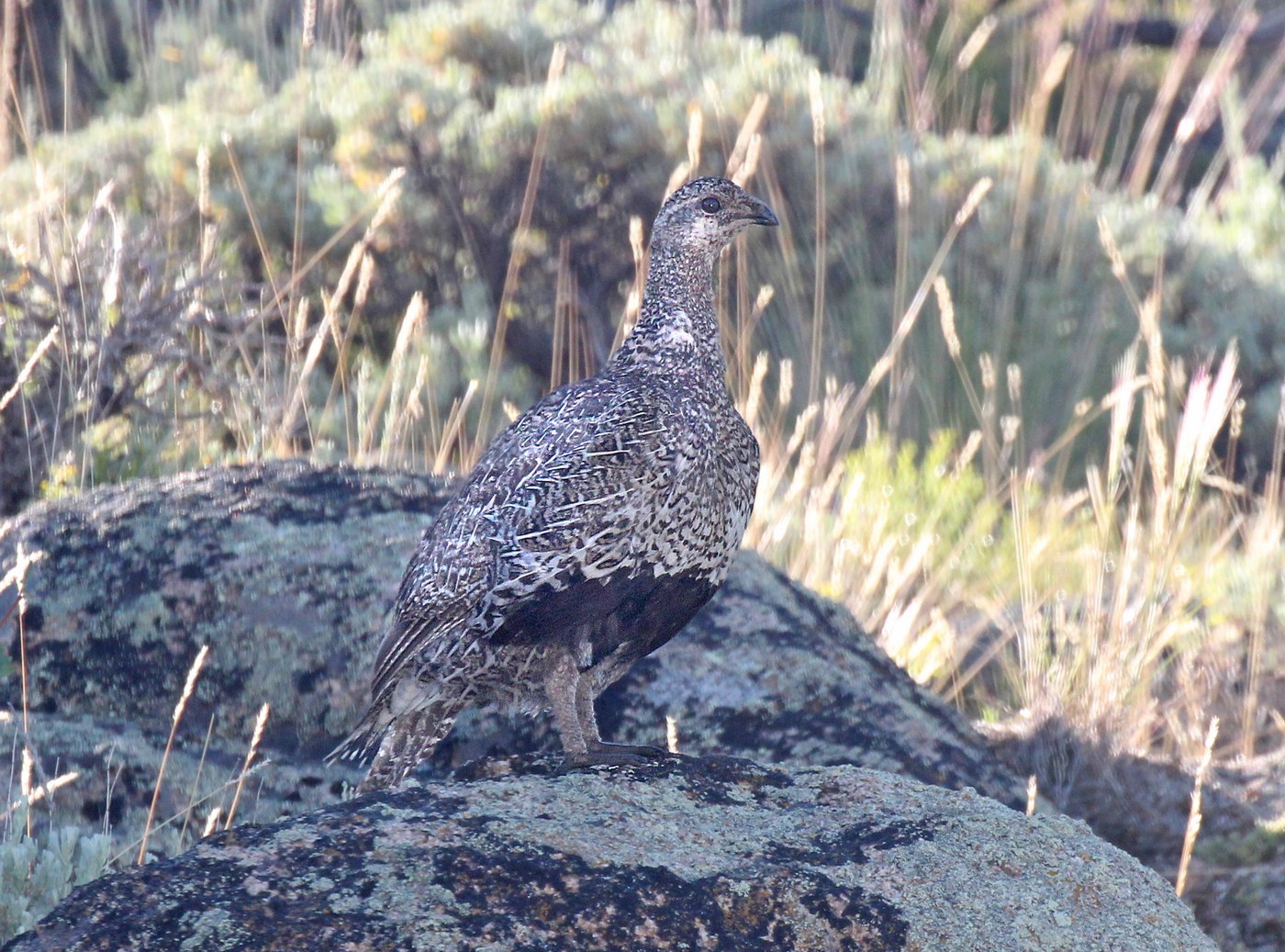 Gunnison Sage-Grouse (Centrocercus minimus)