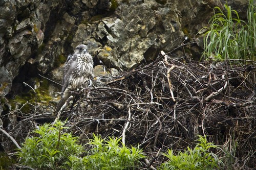 Gyrfalcon