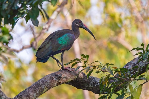 Hadada Ibis