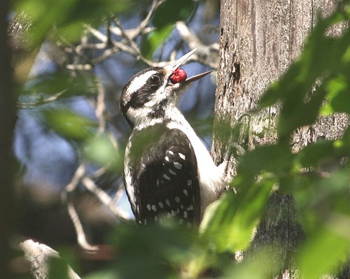 Hairy Woodpecker