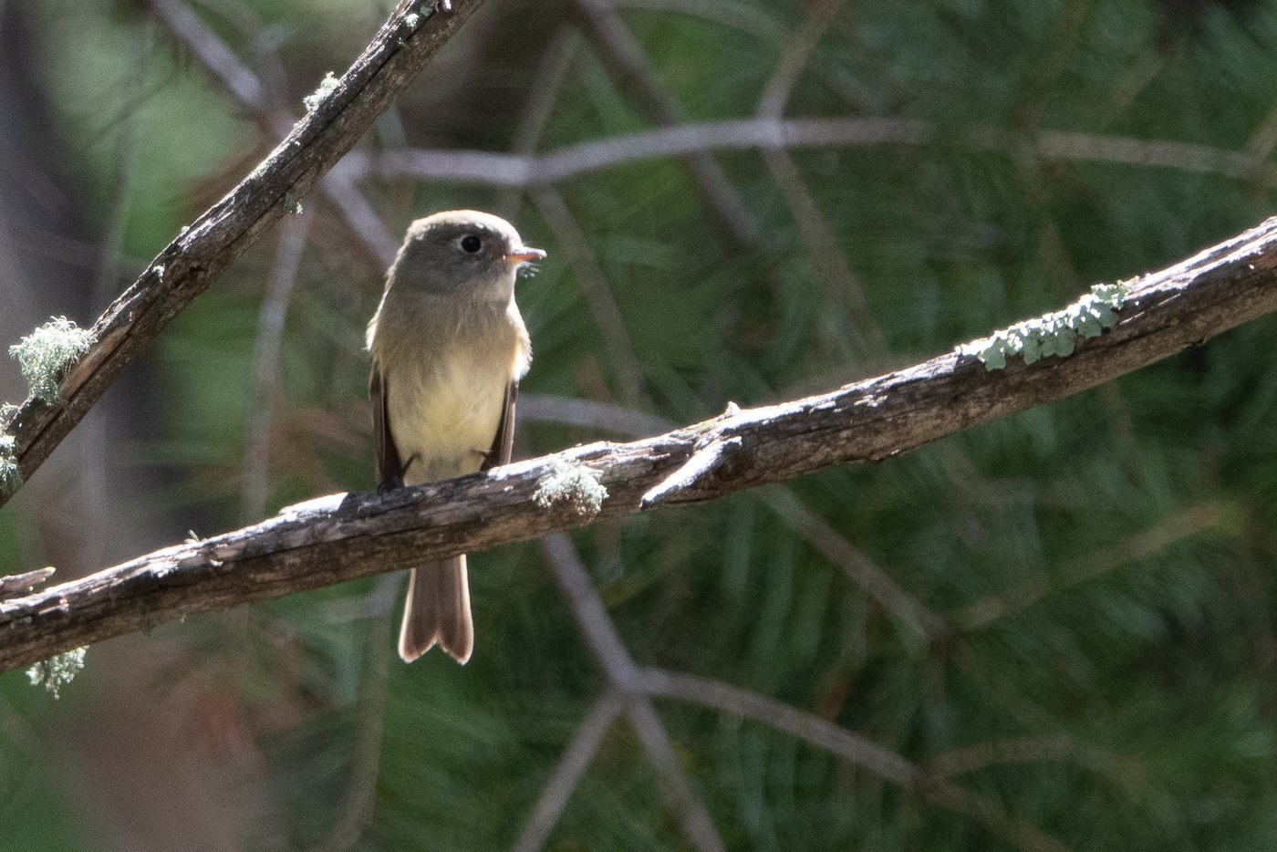 Hammond's Flycatcher (Empidonax hammondii)