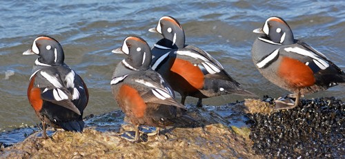 Harlequin Duck