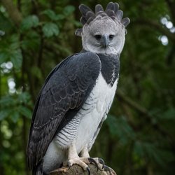 Harpy Eagle Identification Guide