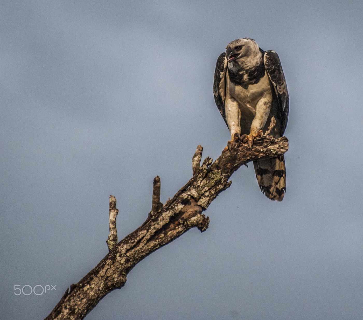 Harpy Eagle (Harpia harpyja)