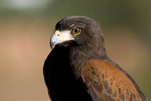 Harris's Hawk