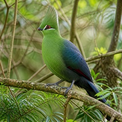 Hartlaub's Turaco Identification Guide