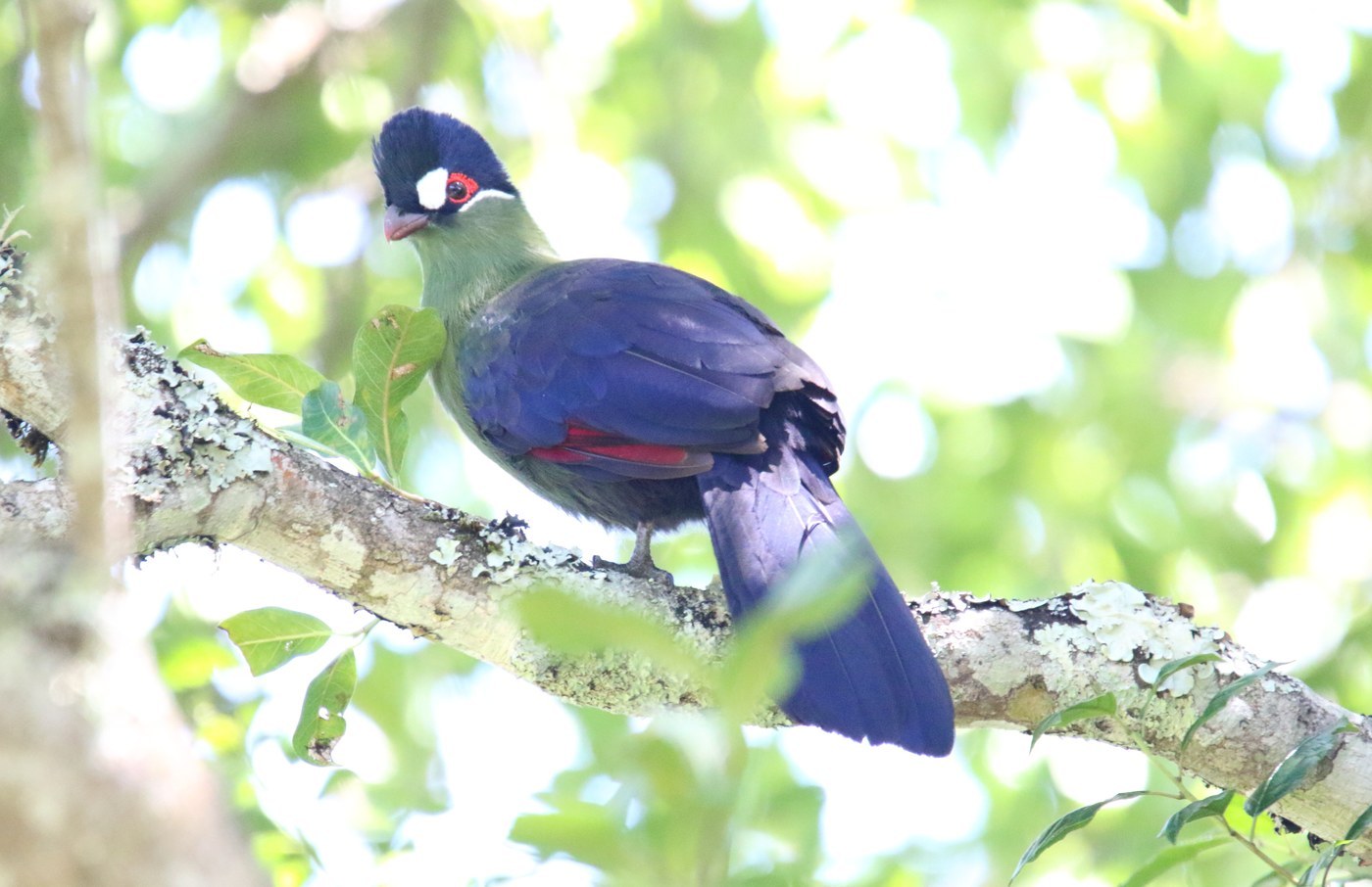Hartlaub's Turaco (Tauraco hartlaubi)