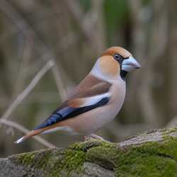 Hawfinch Identification Guide