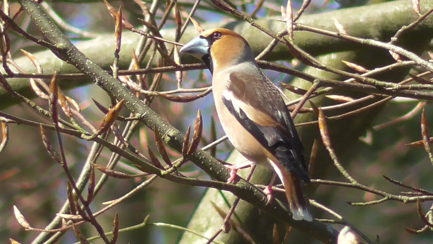Hawfinch (Coccothraustes coccothraustes)