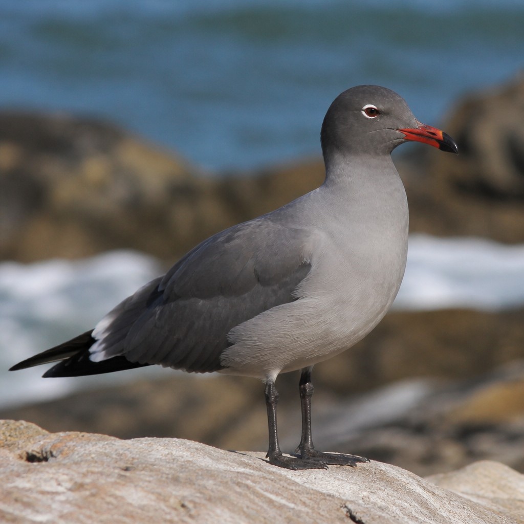 Heermann's Gull