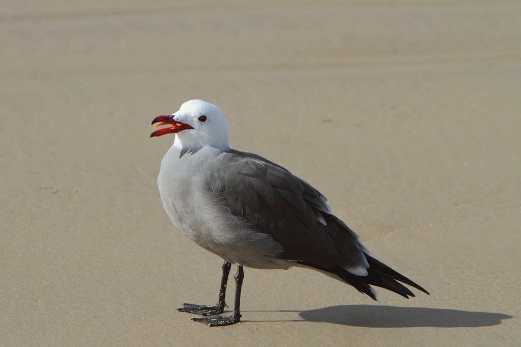 Heermann's Gull (Larus heermanni)
