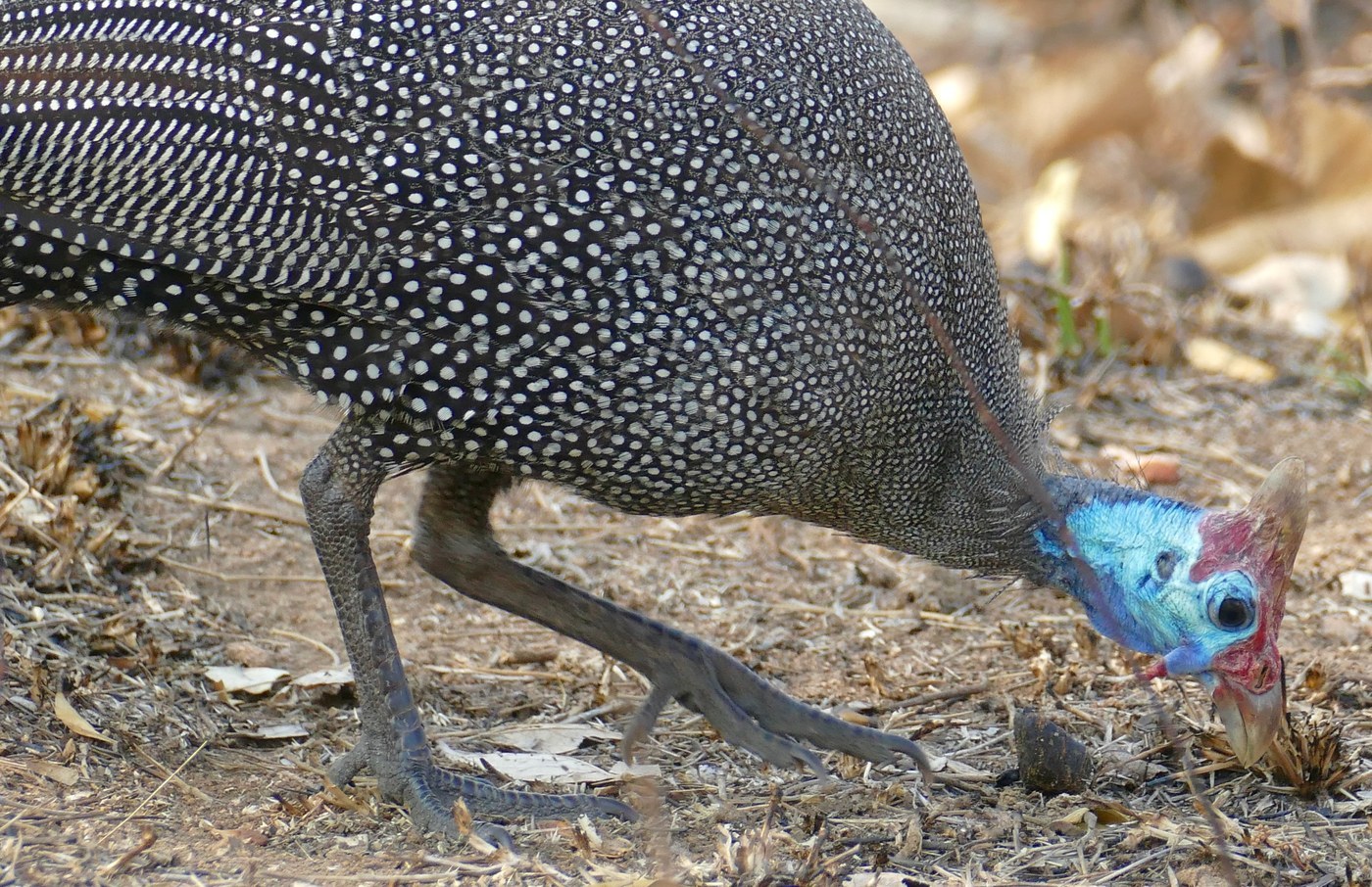 Helmeted Guineafowl (Numida meleagris)