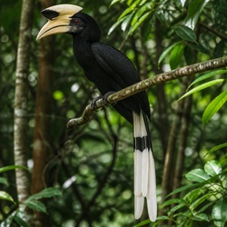 Helmeted Hornbill Identification Guide