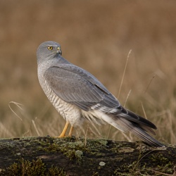 Hen Harrier Identification Guide