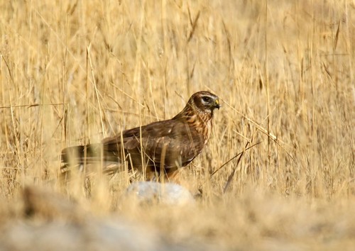 Hen Harrier