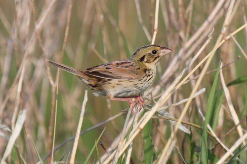 Henslow's Sparrow