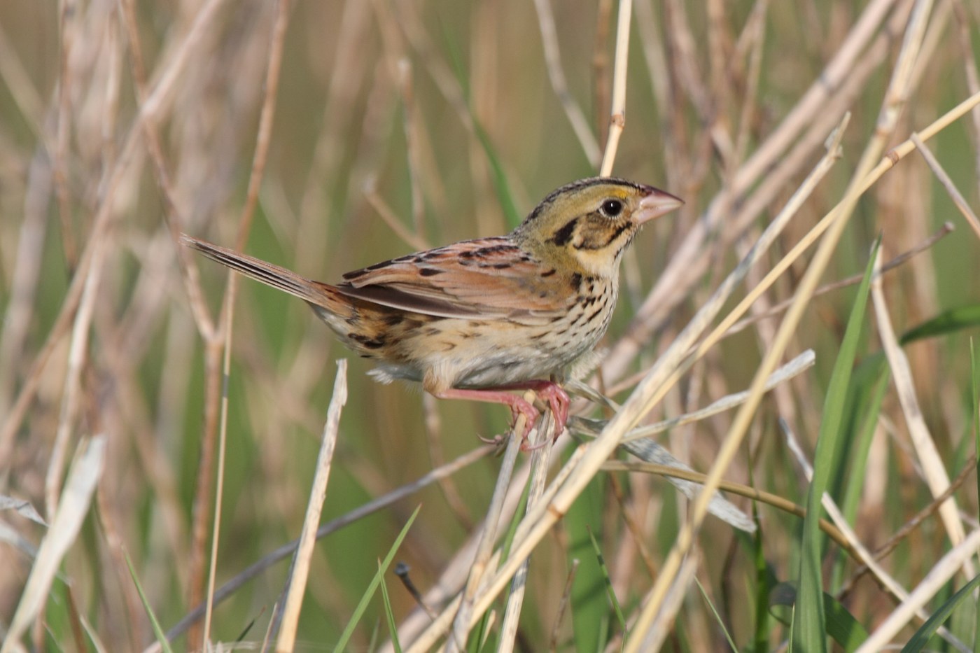 Henslow's Sparrow (Centronyx henslowii)