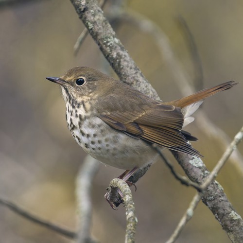 Hermit Thrush