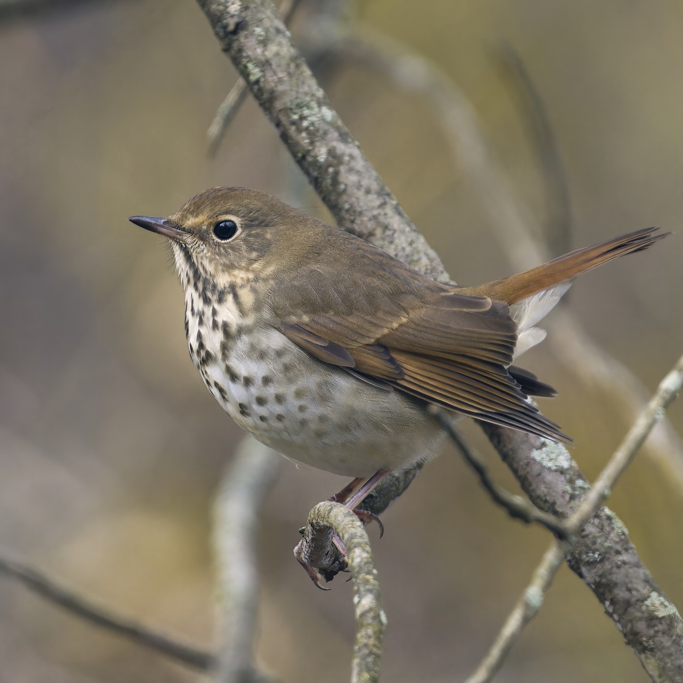 Hermit Thrush (Catharus guttatus)
