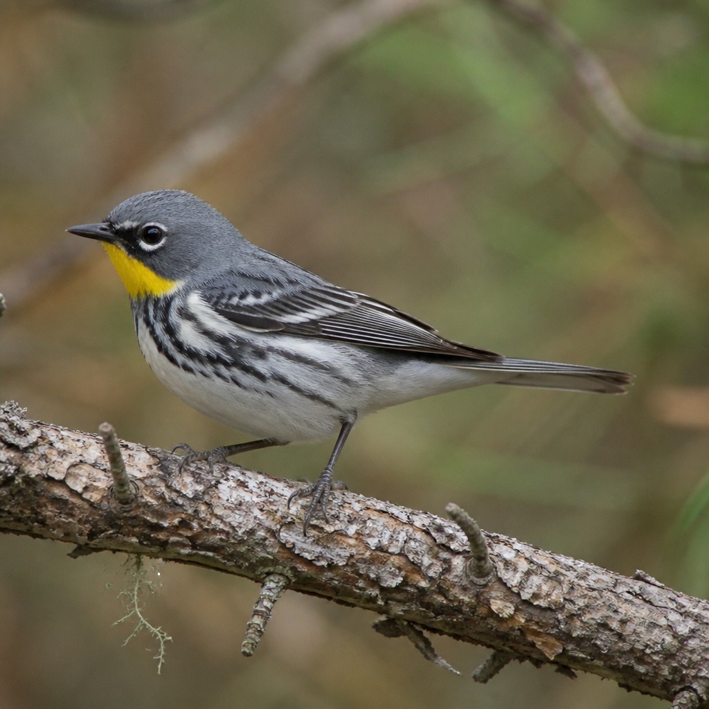Hermit Warbler (Setophaga occidentalis)
