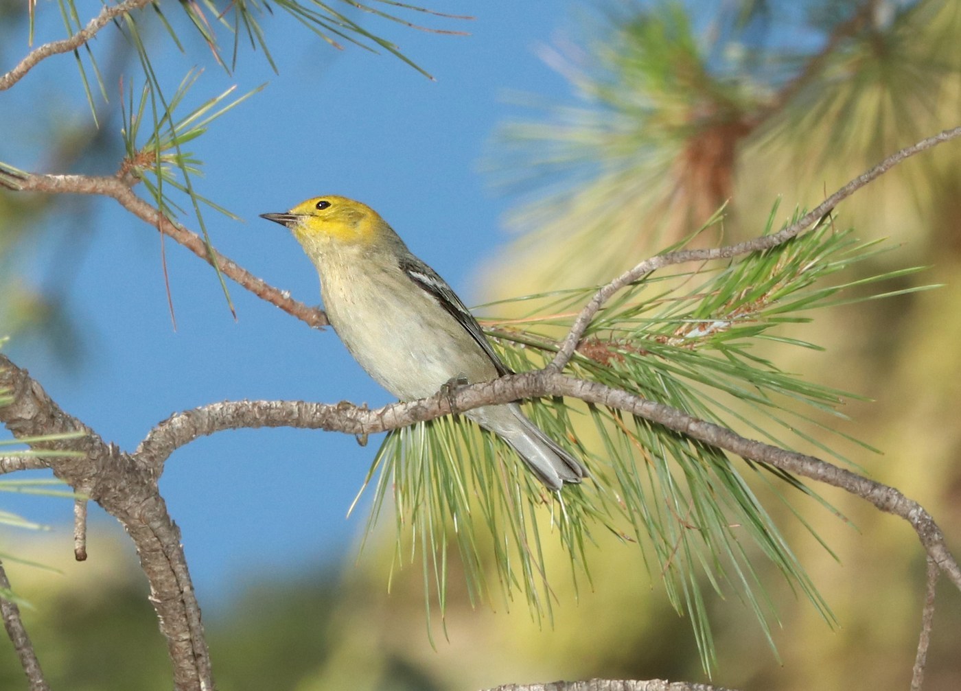 Hermit Warbler (Setophaga occidentalis)