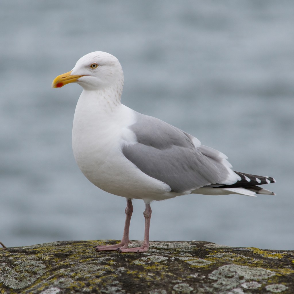 Herring Gull