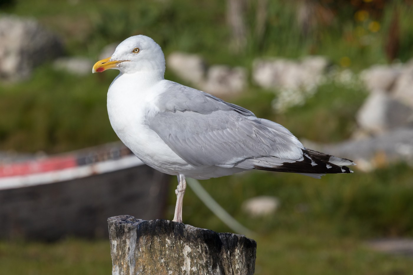 Herring Gull (Larus argentatus)