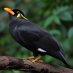 Hill Myna Identification Guide