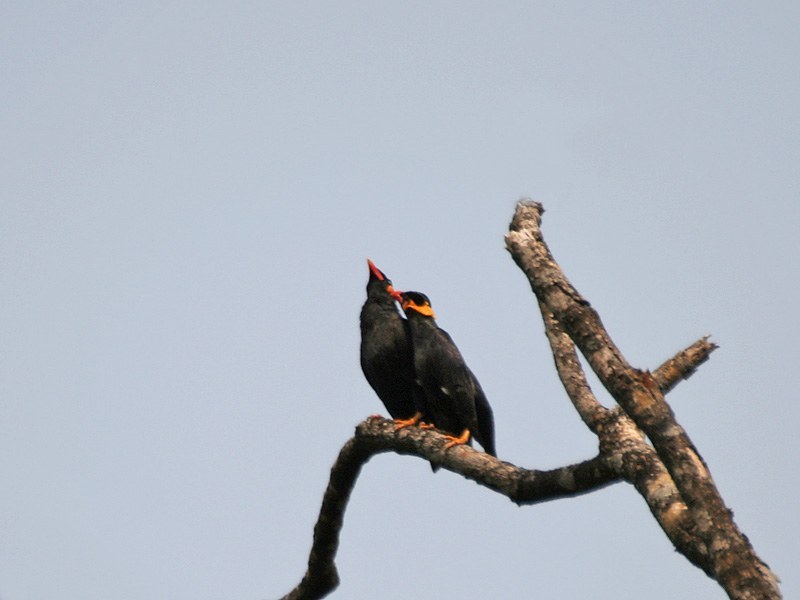 Hill Myna (Gracula religiosa)