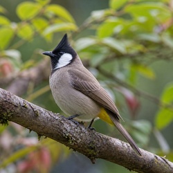 Himalayan Bulbul Identification Guide