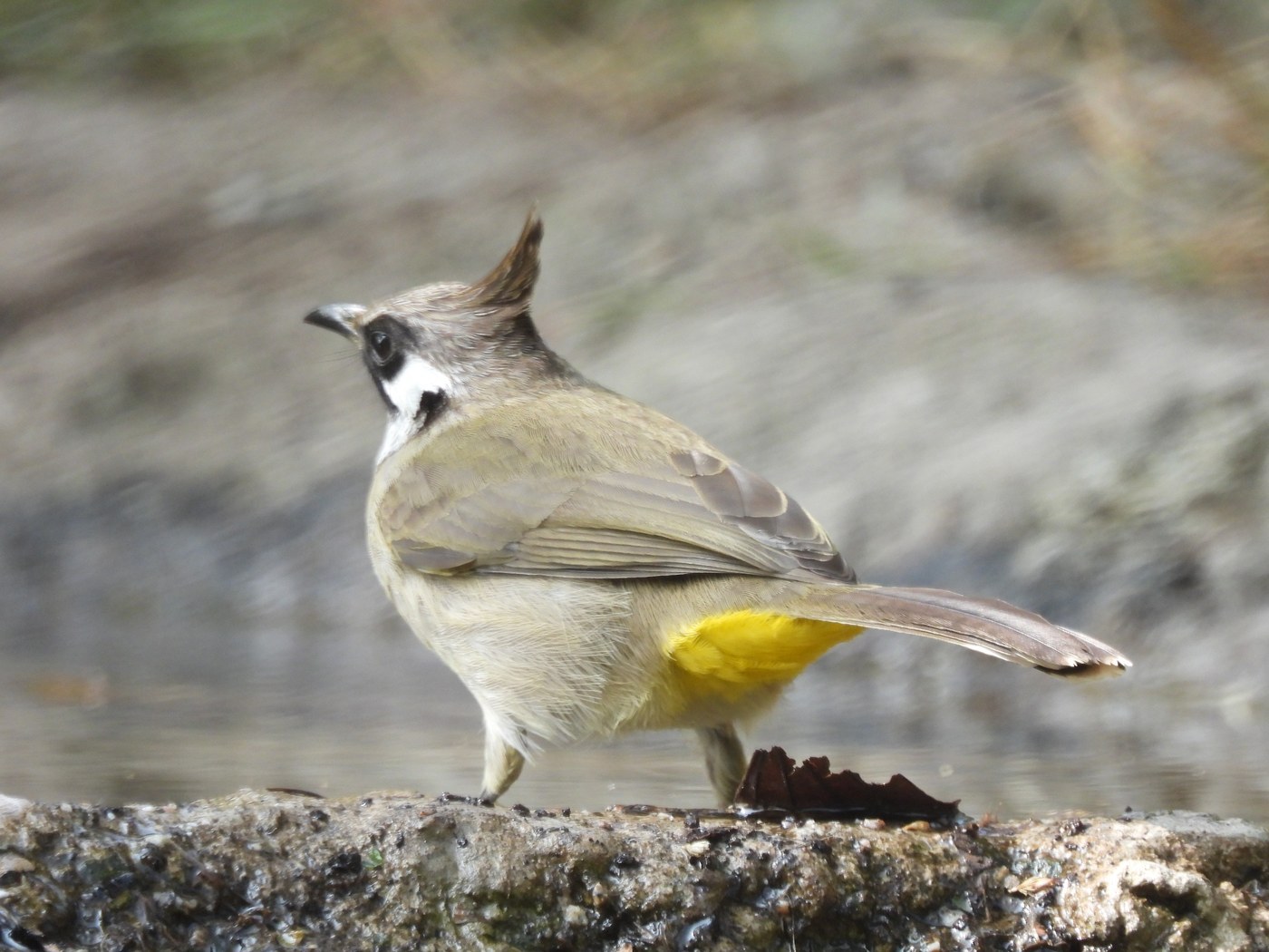 Himalayan Bulbul (Pycnonotus leucogenys)