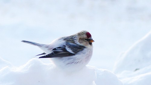 Hoary Redpoll
