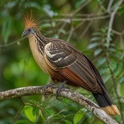 Hoatzin Identification Guide