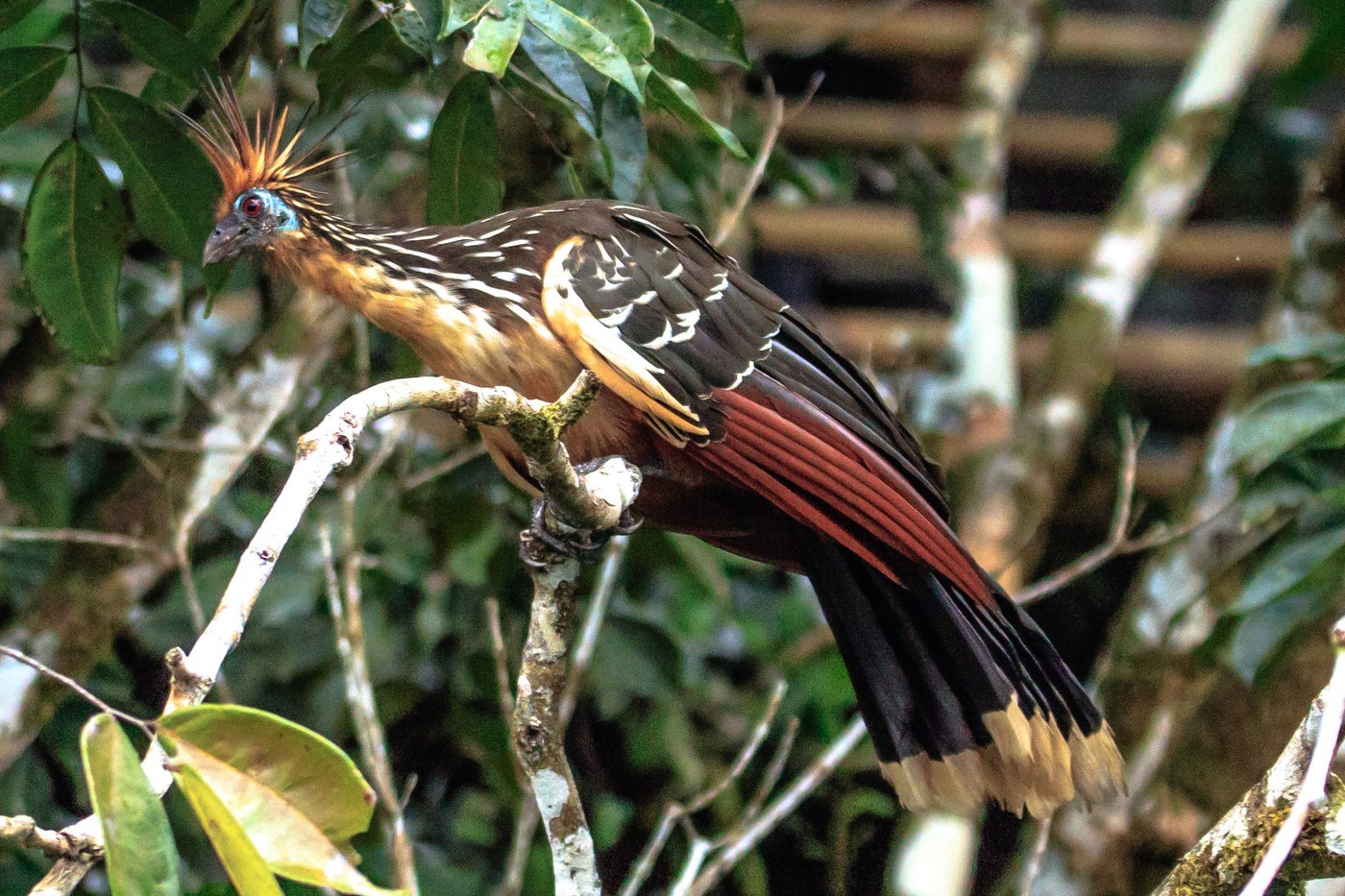 Hoatzin (Opisthocomus hoazin)