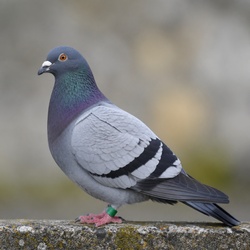 Homing Pigeon Identification Guide