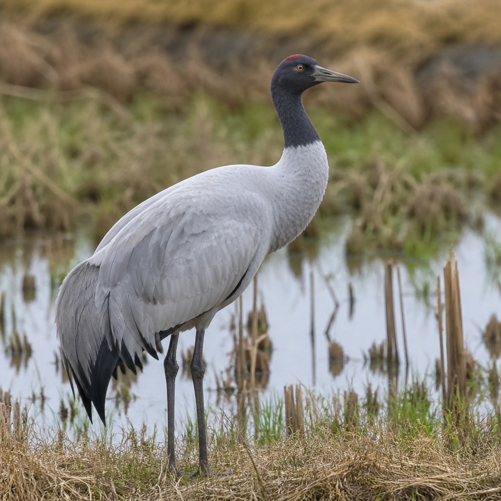 Hooded Crane