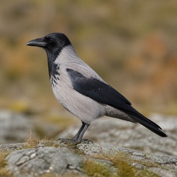Hooded Crow Identification Guide