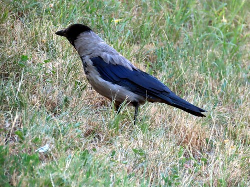 Hooded Crow