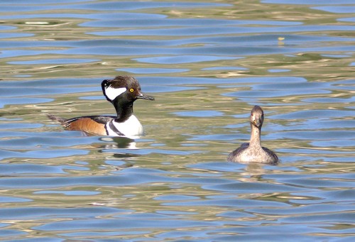 Hooded Merganser