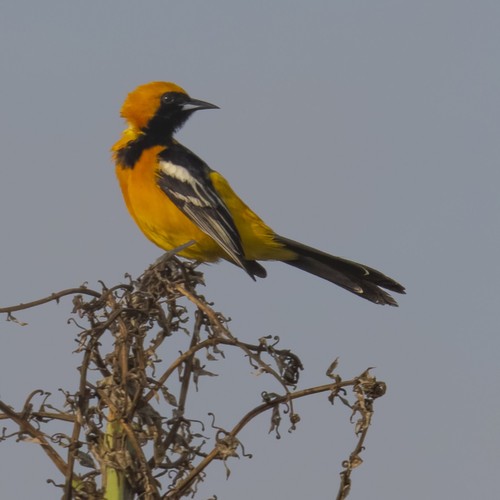Hooded Oriole