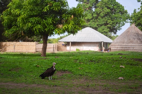 Hooded Vulture