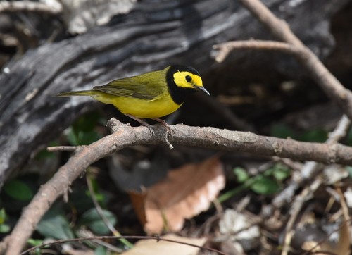 Hooded Warbler