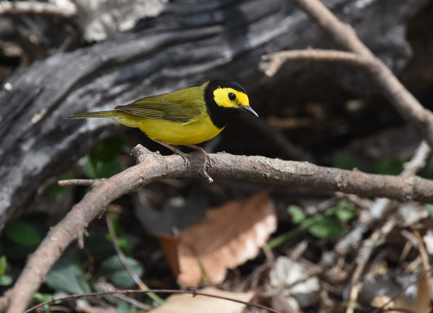 Hooded Warbler (Setophaga citrina)