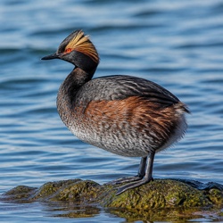 Horned Grebe Identification Guide