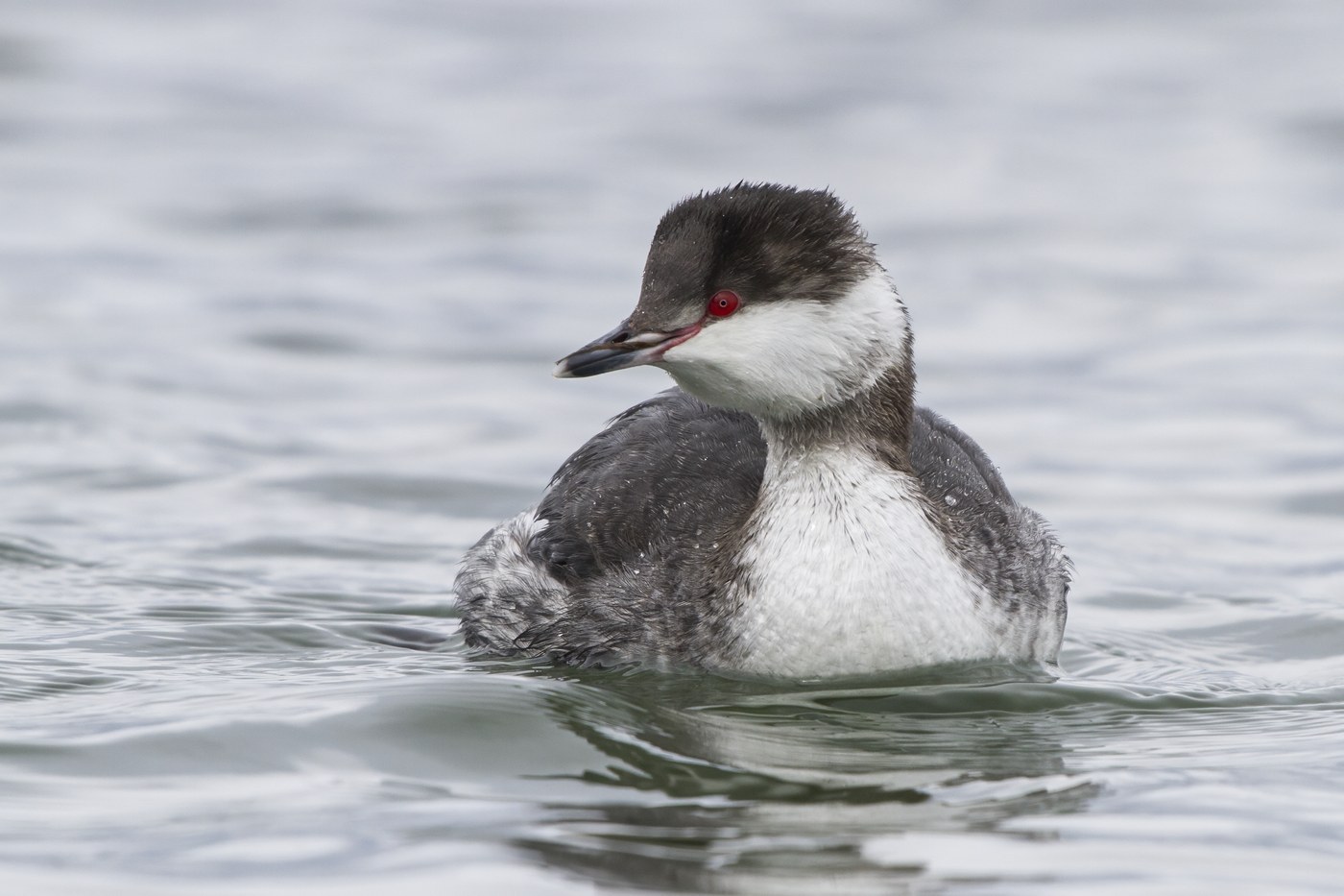 Horned Grebe Identification Guide