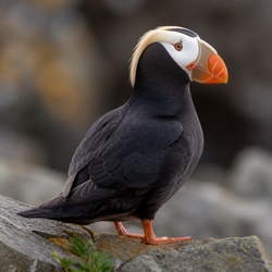 Horned Puffin Identification Guide