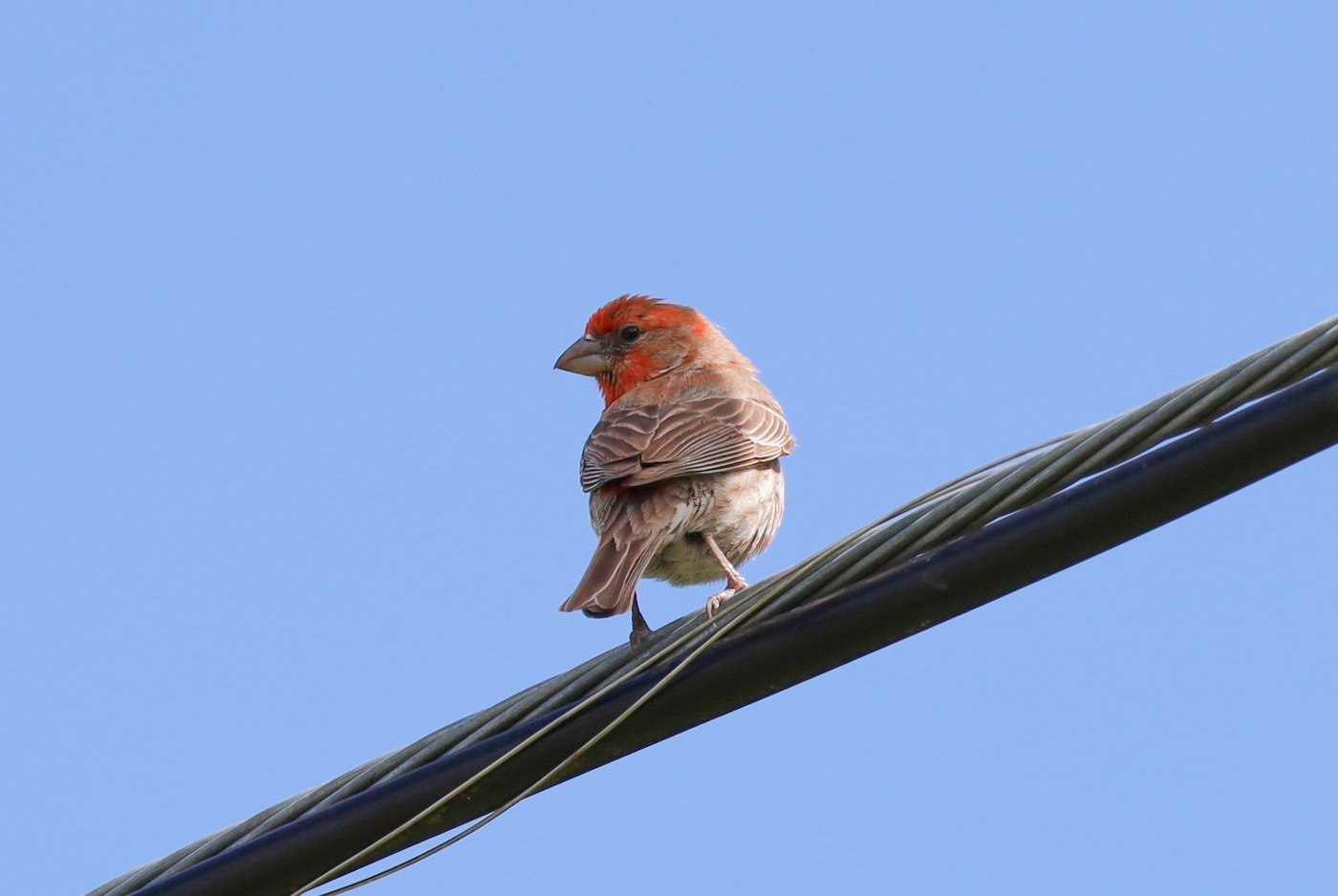 House Finch (Haemorhous mexicanus)